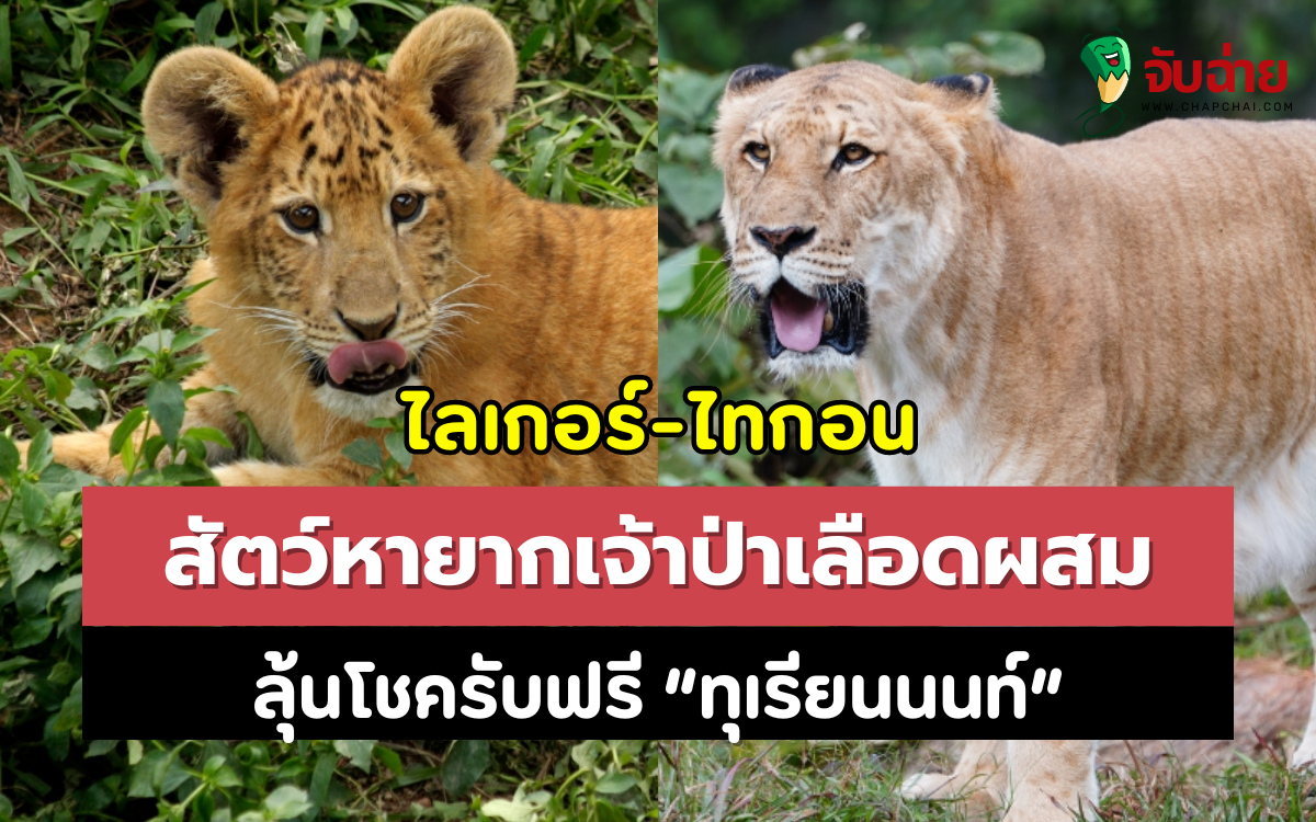 ทำความรู้จัก ไลเกอร์-ไทกอน สัตว์หายากเจ้าป่าเลือดผสม